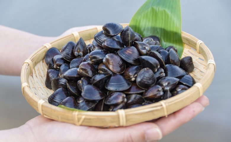 しじみが汽水湖でしか生きられない理由