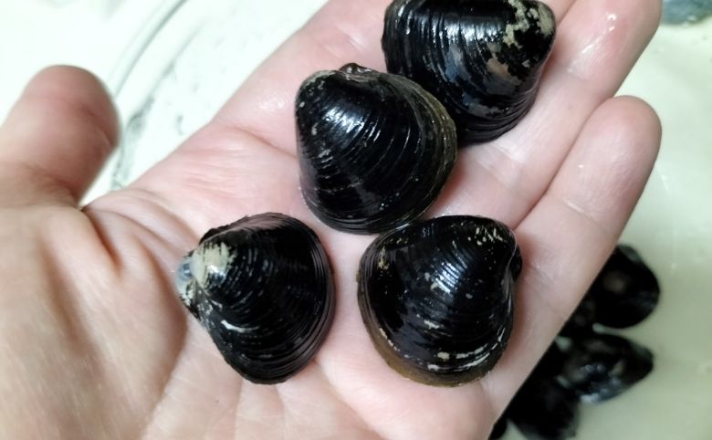 宍道湖産大和しじみ