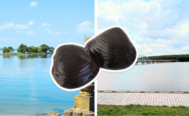 宍道湖しじみと十三湖しじみの違い
