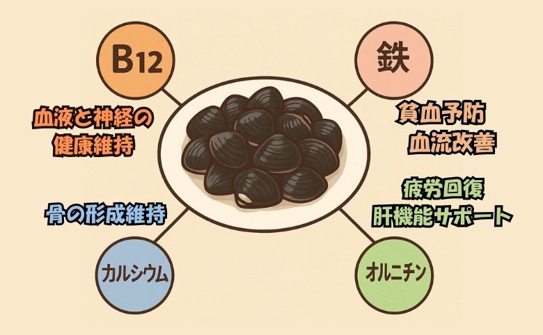 しじみに含まれる主な効果