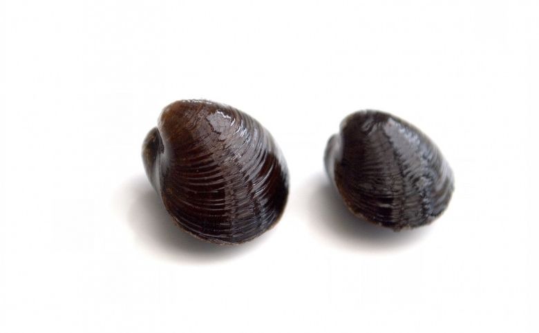 しじみは腐るとどうなる