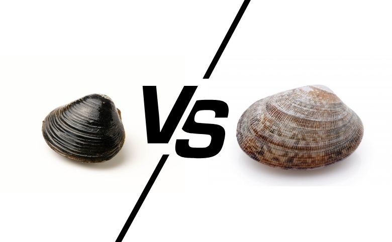 しじみとアサリはどちらが鉄分豊富？栄養・効能を徹底比較