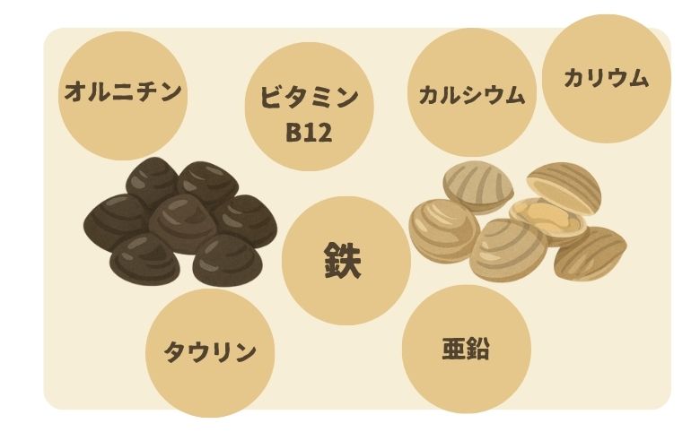 しじみとアサリの主な栄養成分と効能の違い