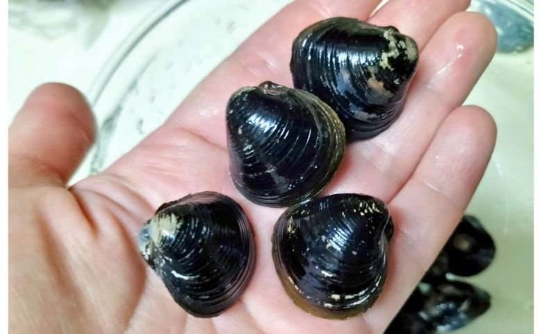 コクヨーの宍道湖しじみ特大