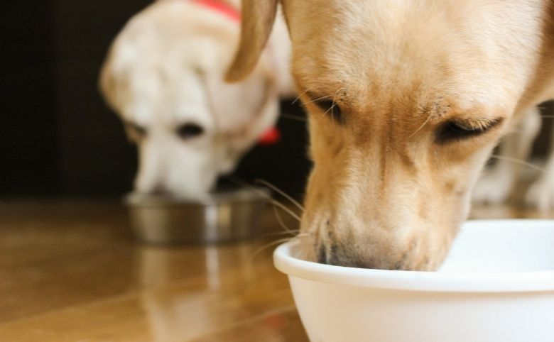 犬にしじみを食べさせても大丈夫?