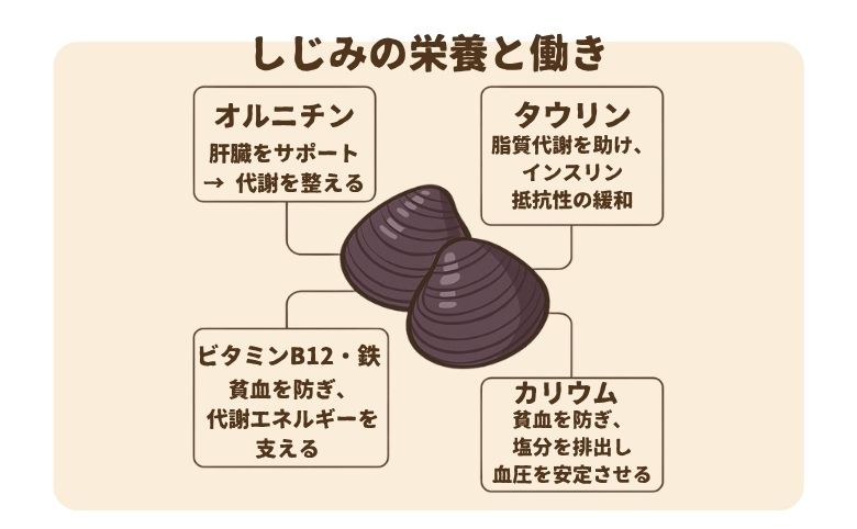 しじみと血糖値の関係｜オルニチンの働きを解説