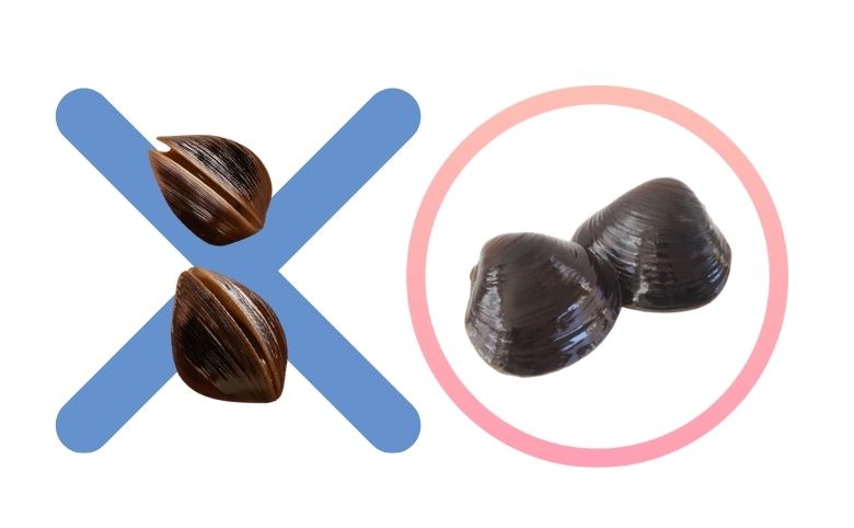 しじみは腐るとどうなる？危険な状態と見分け方を徹底解説