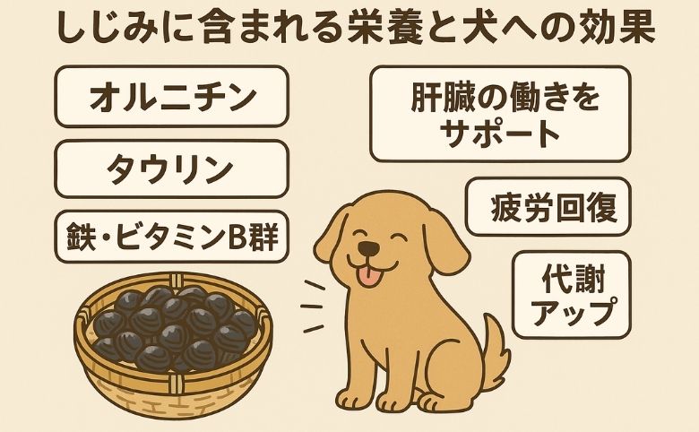 しじみに含まれる栄養と犬への効果